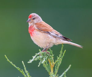 Цэгцүүхэй (Алтан цэгцүүхэй)